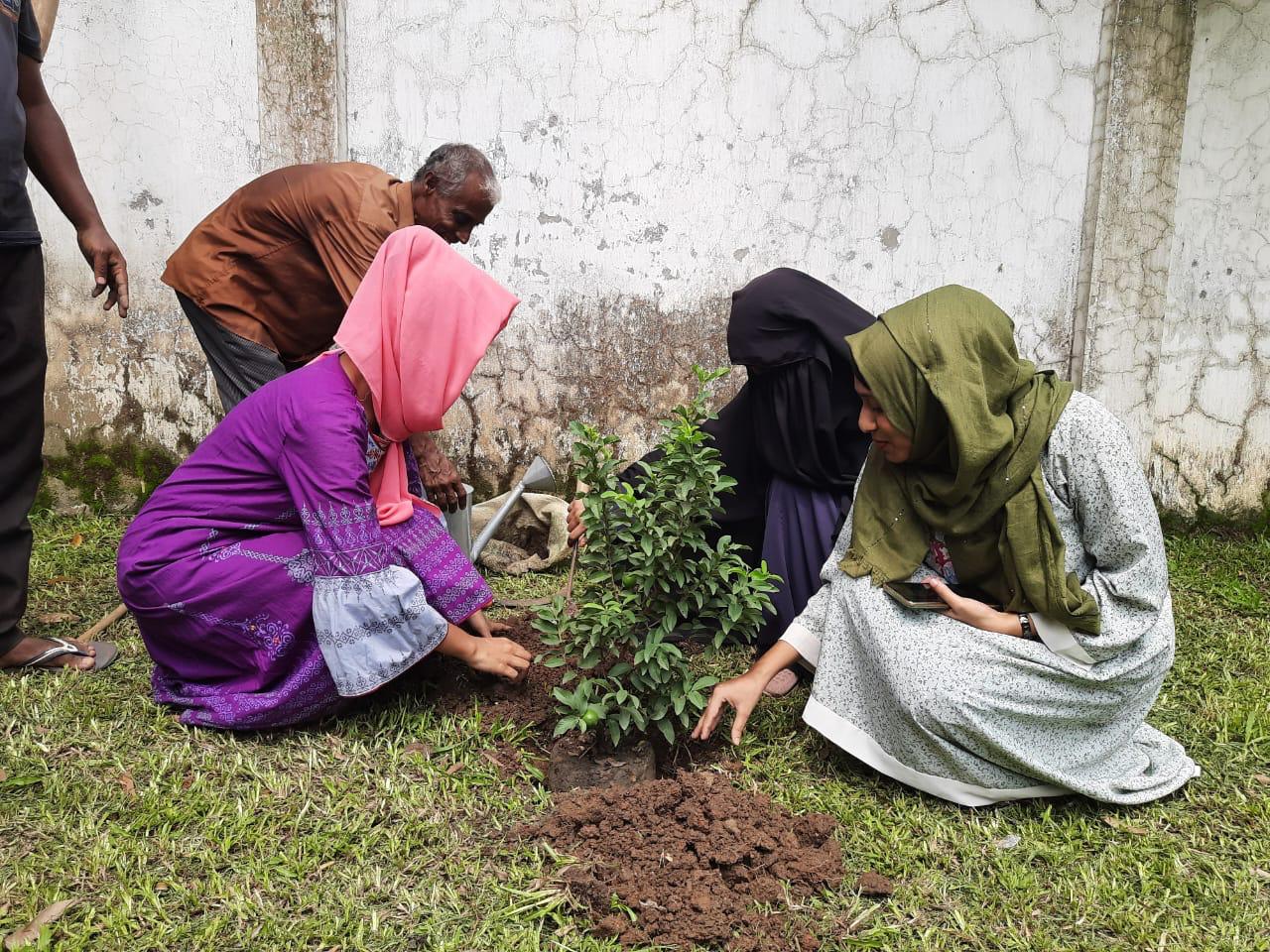 Badhan Tree plant